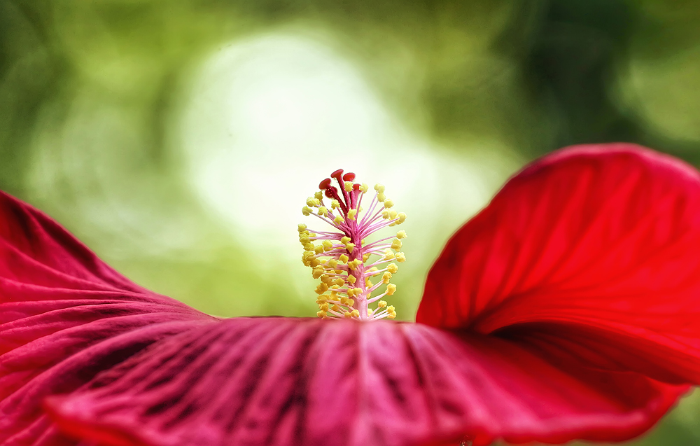 Hibiskus Luna