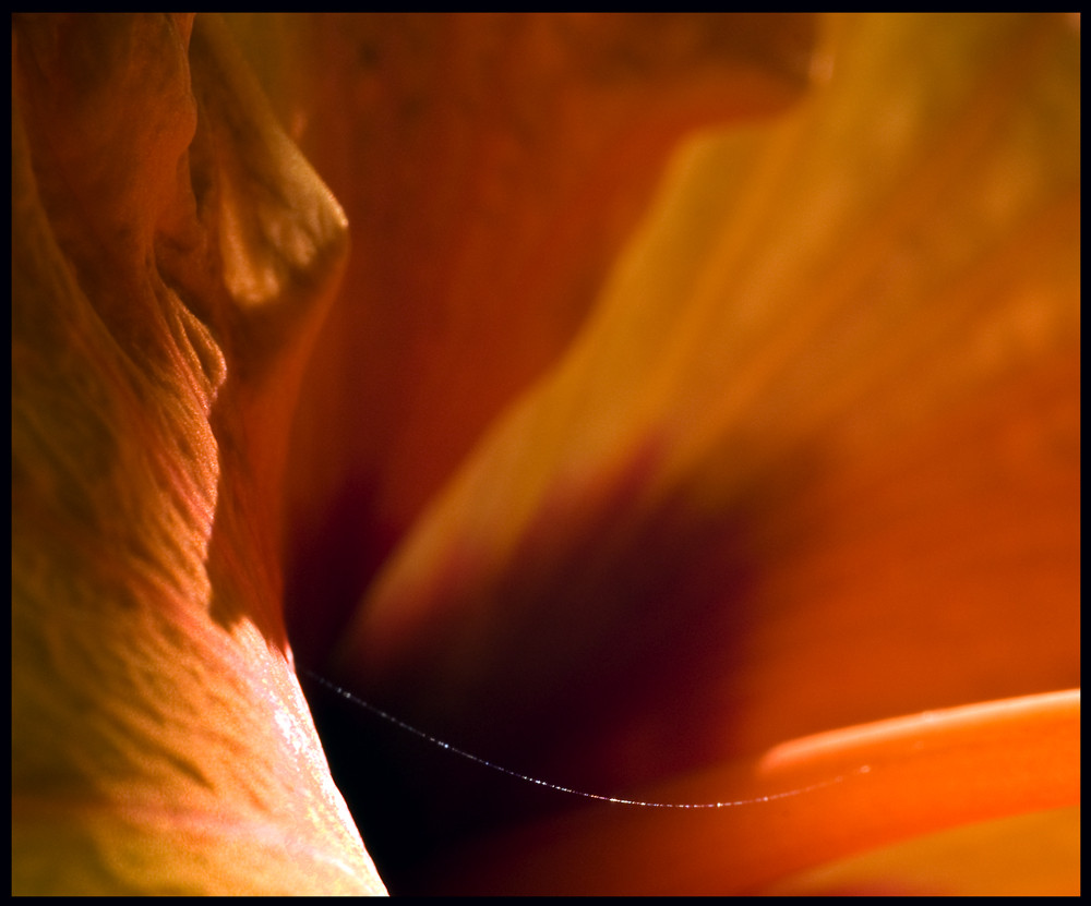 Hibiskus Macro II