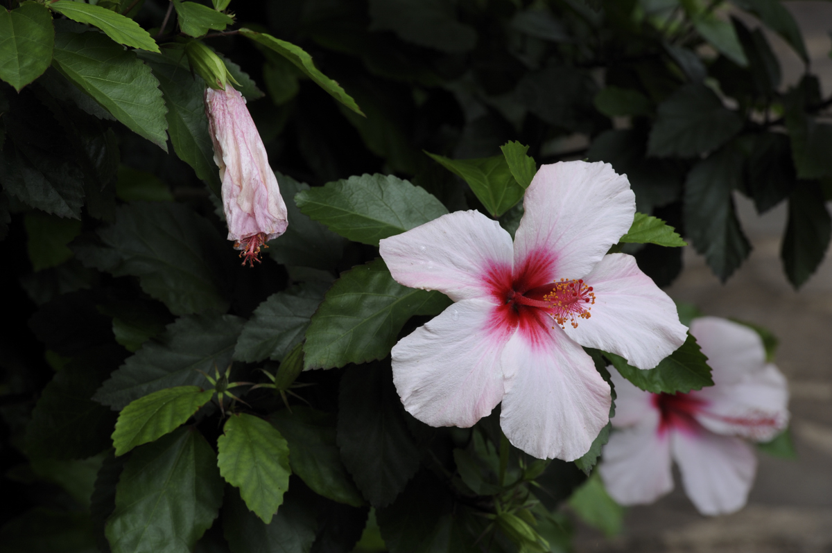 Hibiskus - Madeira