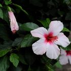 Hibiskus - Madeira