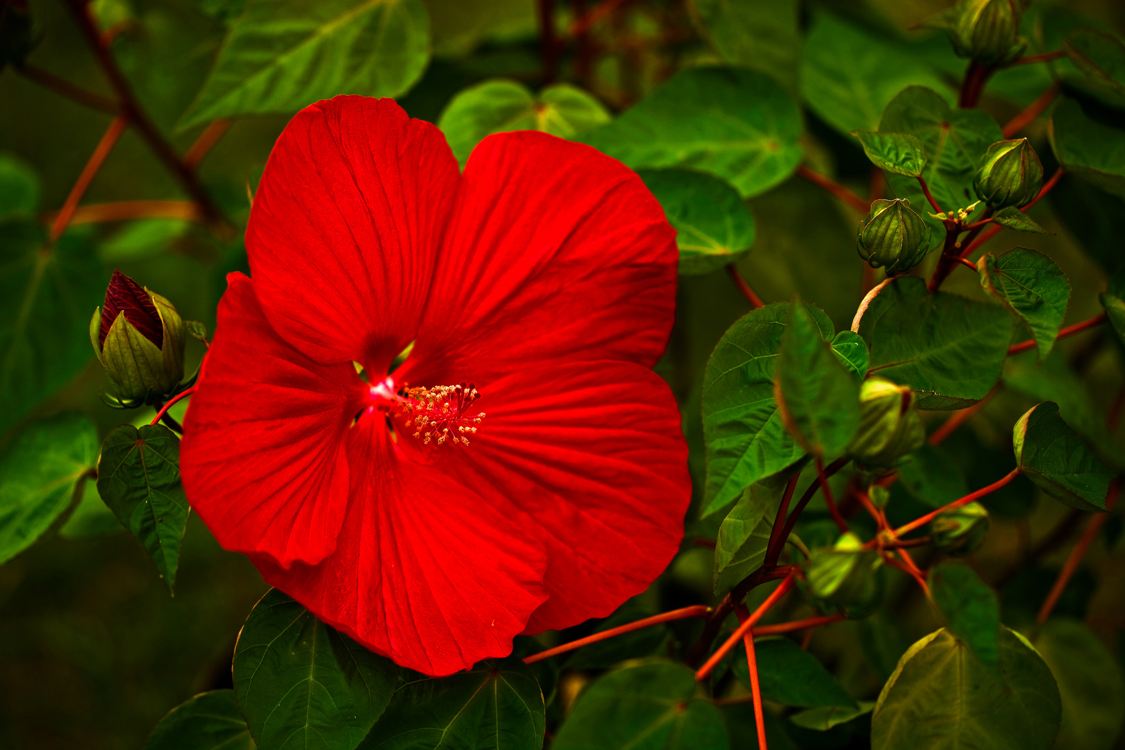 Hibiskus Magenta