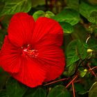 Hibiskus Magenta