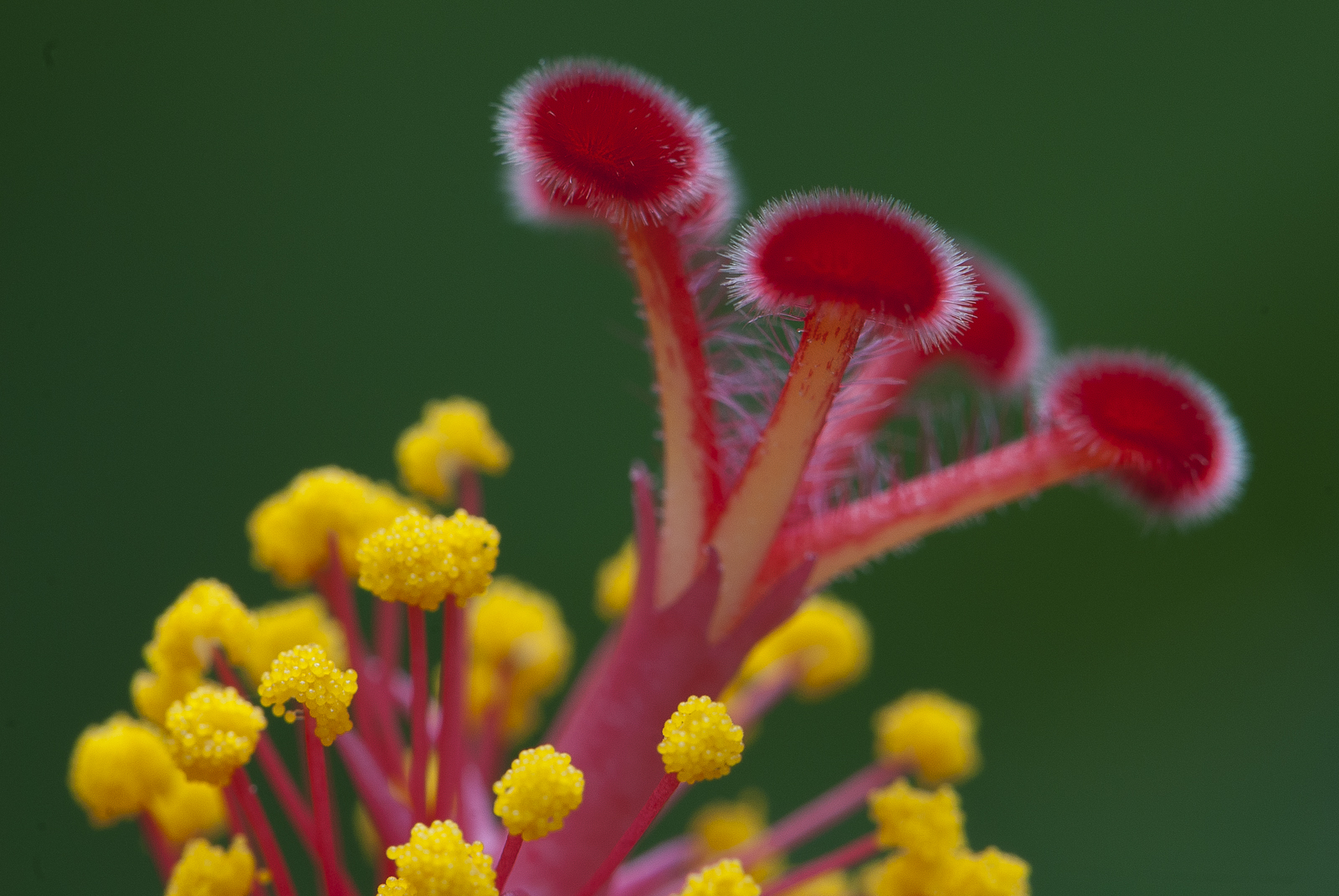 Hibiskus-Makro