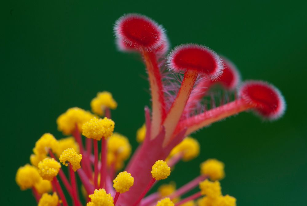 Hibiskus-Makro