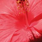 Hibiskus Makro