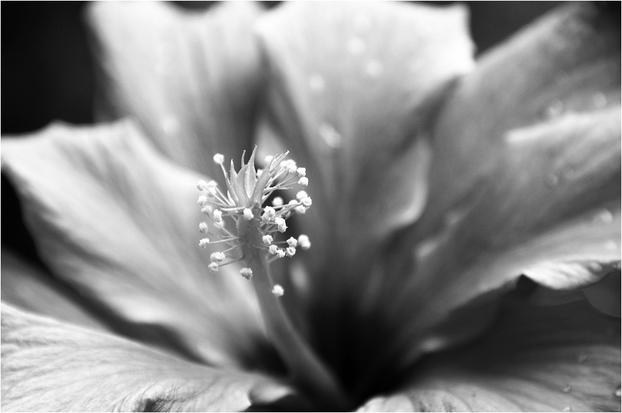 Hibiskus mal anders