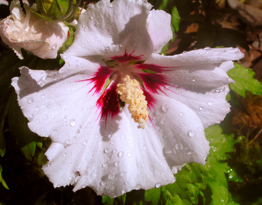 hibiskus - mein versuch