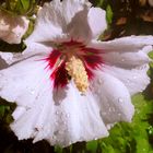 hibiskus - mein versuch