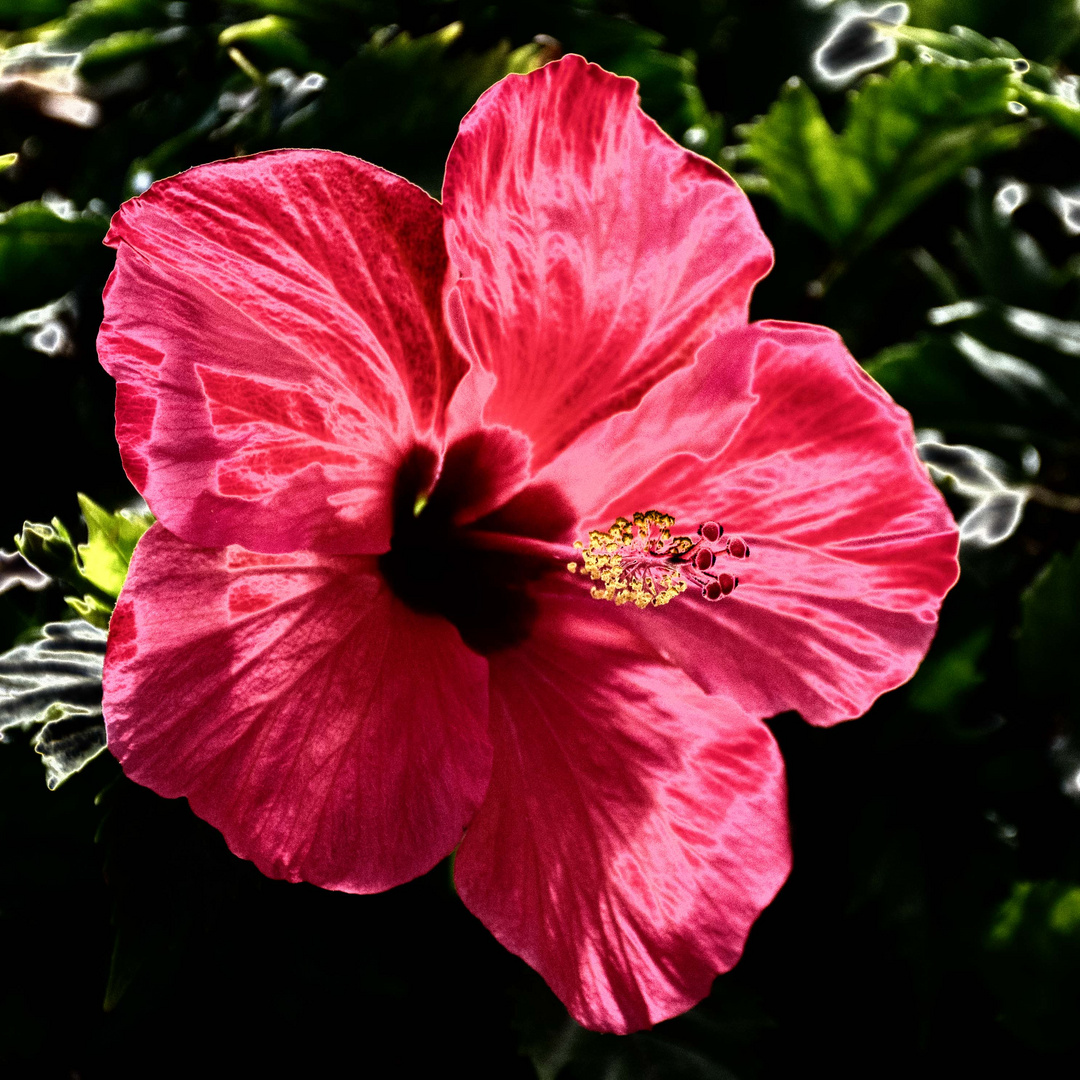 Hibiskus metallicus