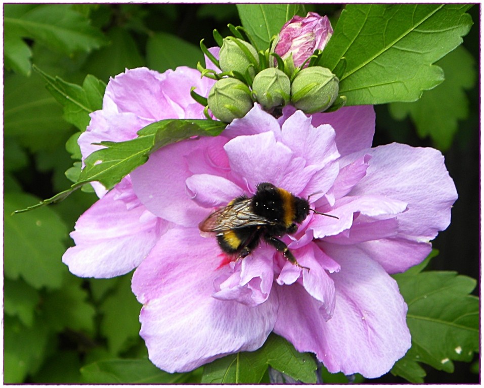 Hibiskus mit Besuch