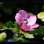 Hibiskus mit Besucher