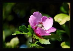 Hibiskus mit Besucher