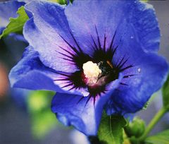 Hibiskus mit Biene