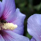 Hibiskus mit Biene