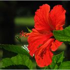 Hibiskus mit Durchlichteinheit