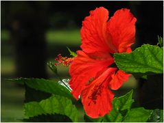 Hibiskus mit Durchlichteinheit