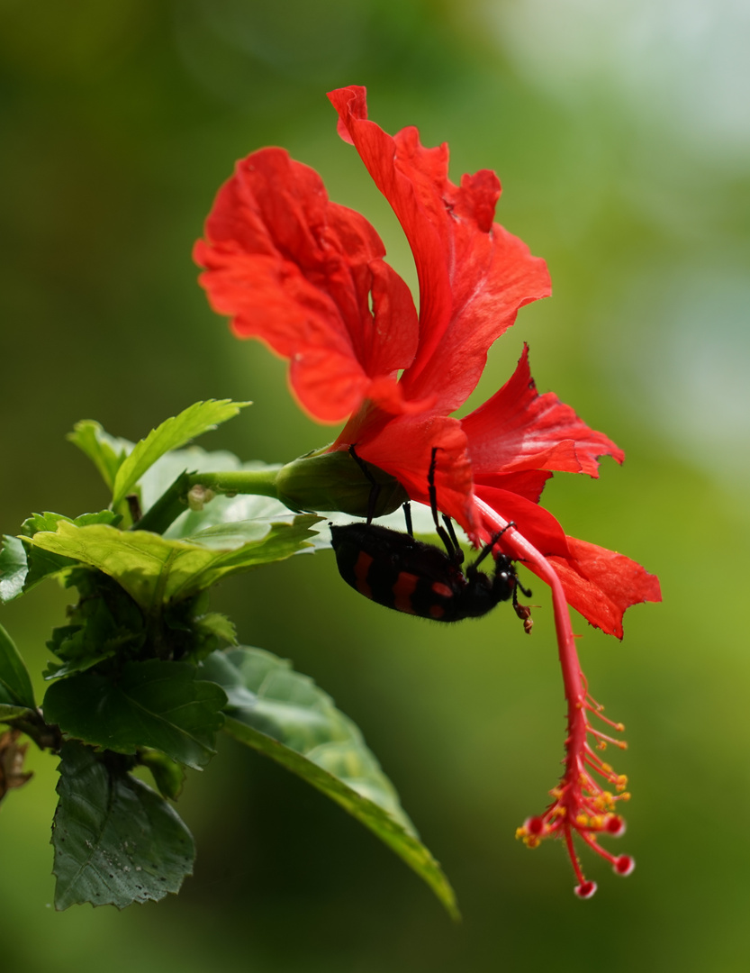 Hibiskus mit .....