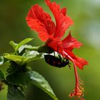 Hibiskus mit .....