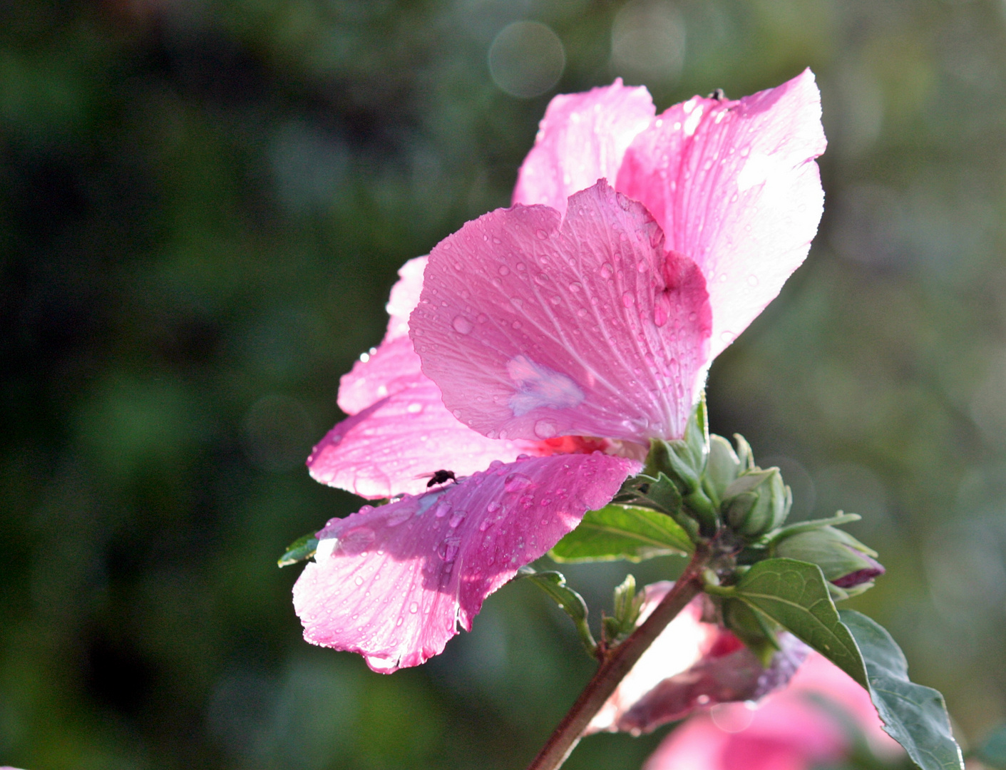 Hibiskus mit Fliege