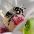 Hibiskus mit Hummel