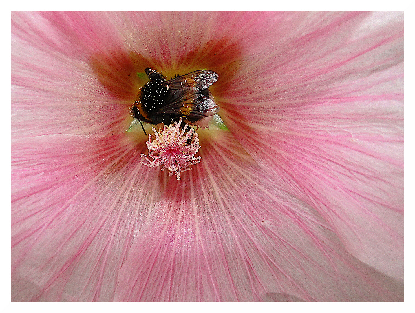 Hibiskus mit Hummel