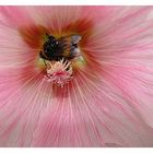 Hibiskus mit Hummel