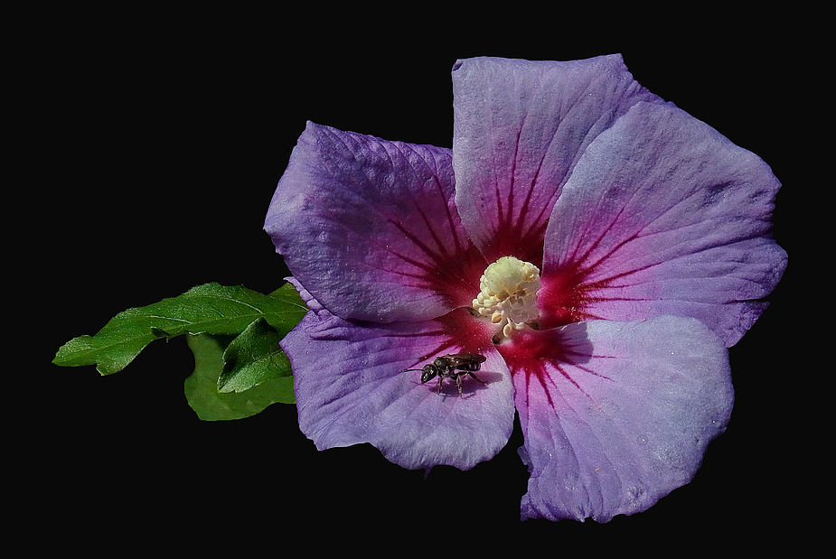 Hibiskus mit Insekt