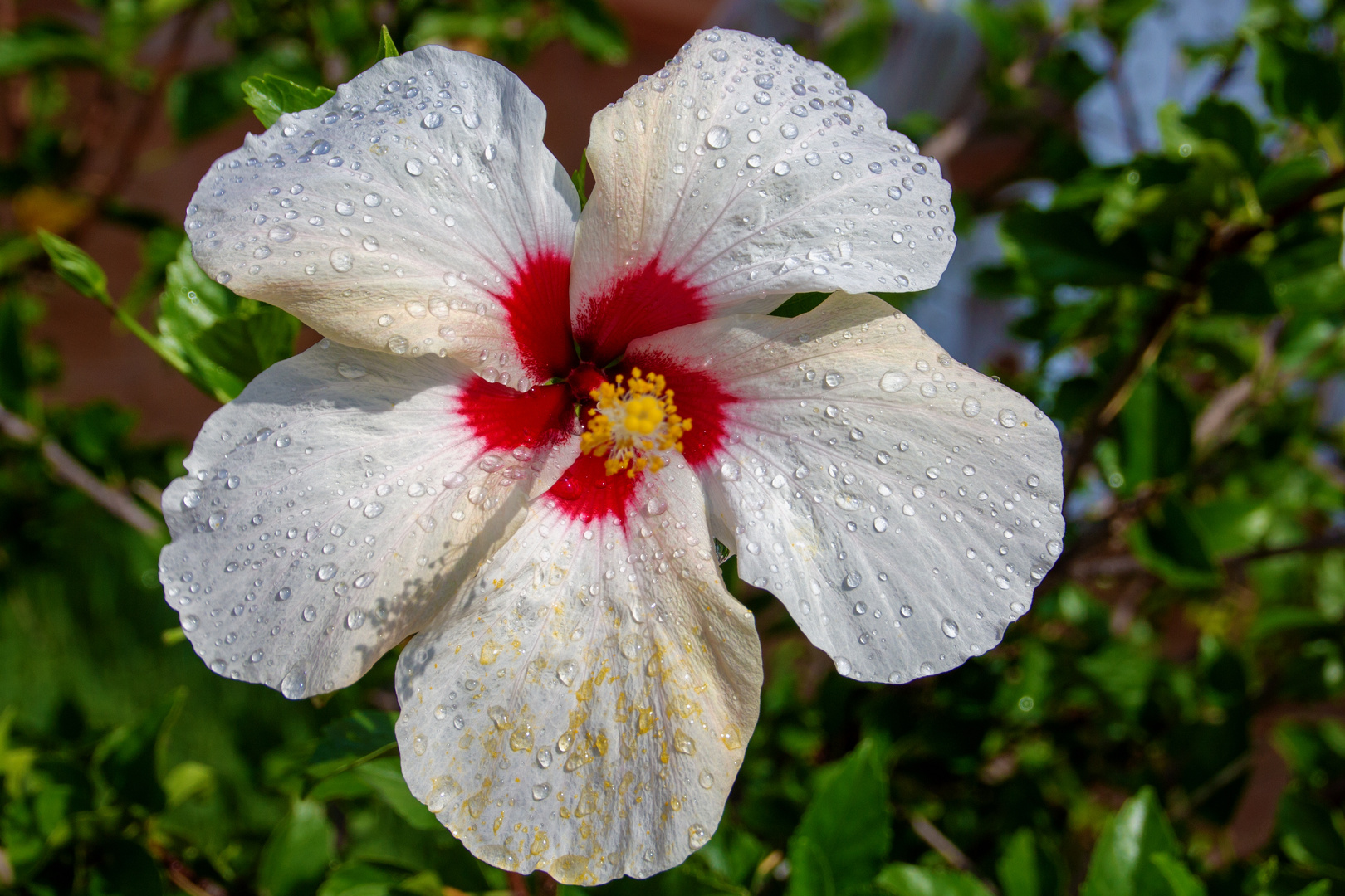 Hibiskus mit Regentropfen