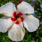 Hibiskus mit Regentropfen