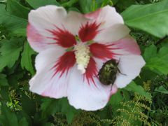 Hibiskus mit Rosenkäfer