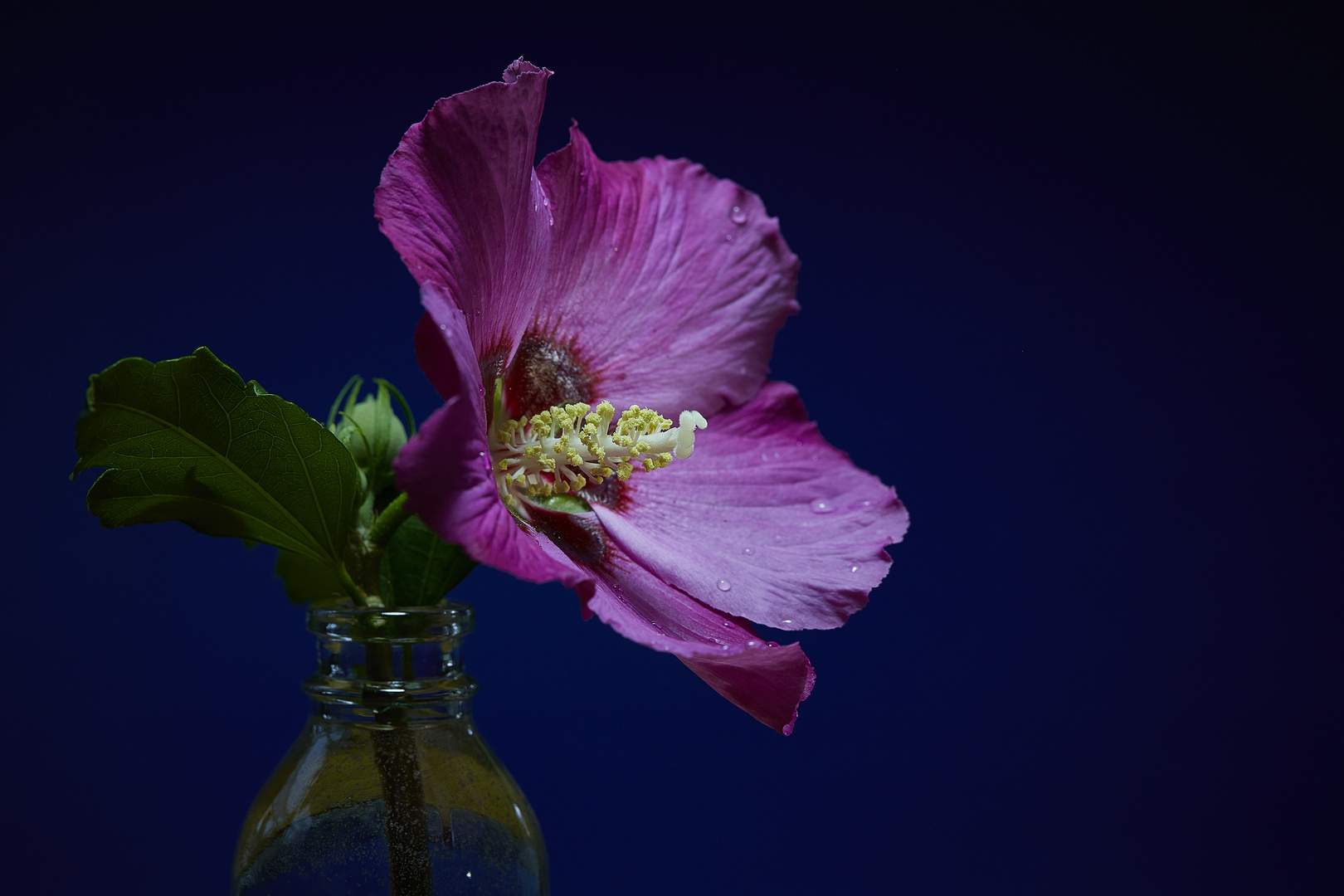 Hibiskus mit roter Blüte