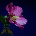 Hibiskus mit roter Blüte