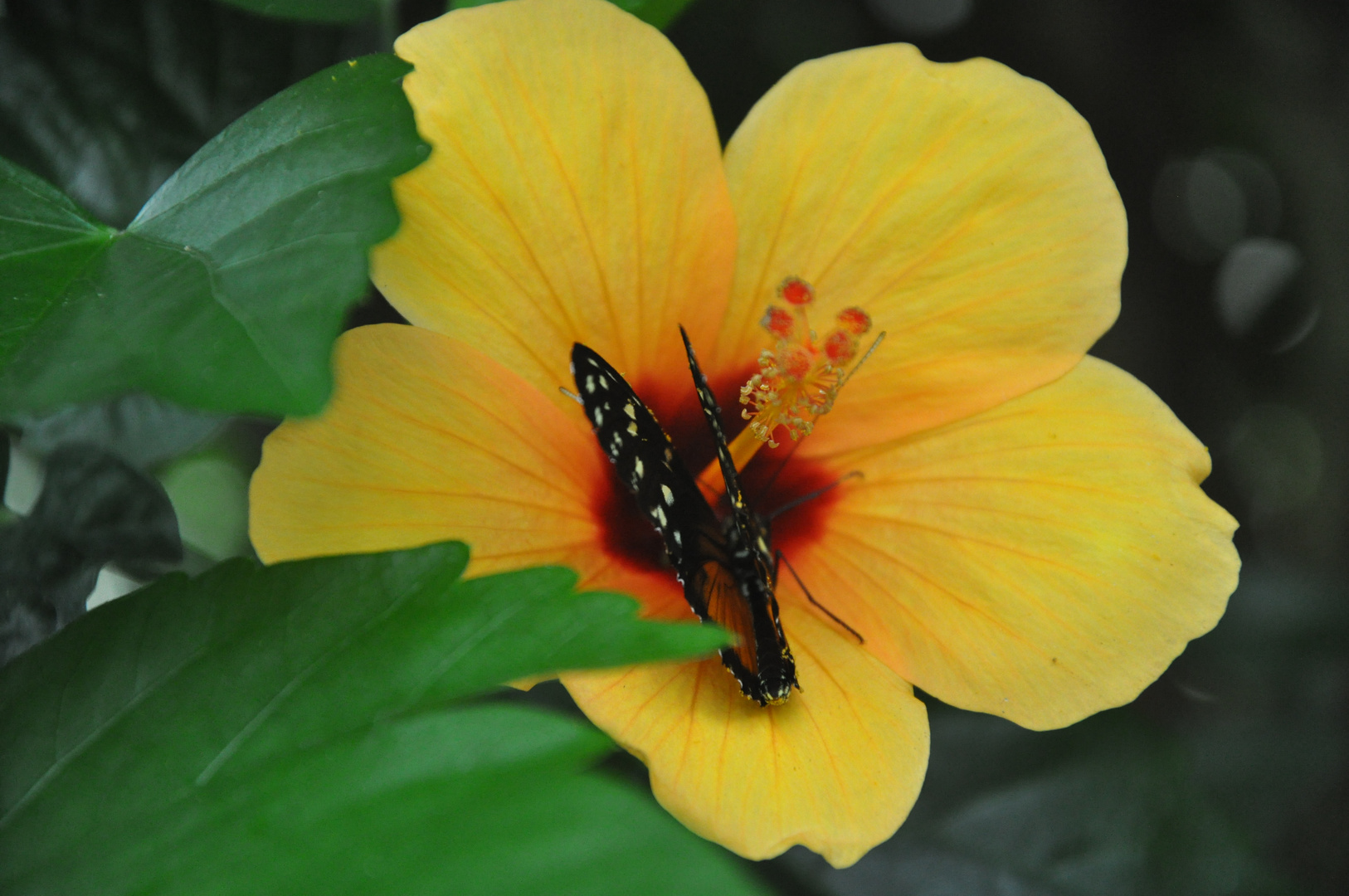 Hibiskus mit Schmetterling Foto & Bild pflanzen, pilze & flechten