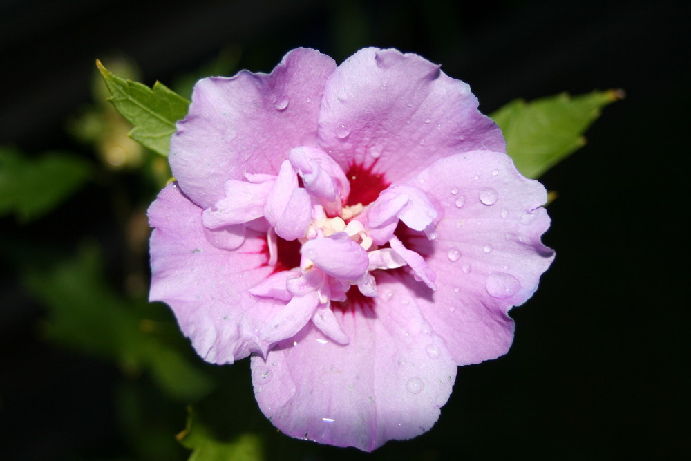 Hibiskus mit Tautropfen