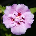 Hibiskus mit Tautropfen