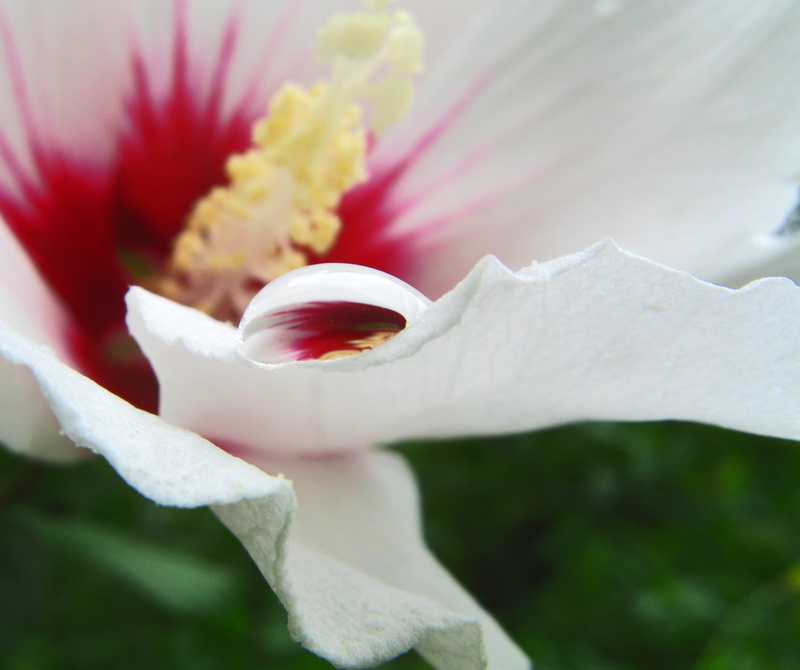 Hibiskus mit Tropfen