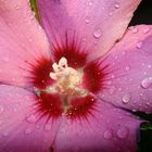 Hibiskus mit Tropfen