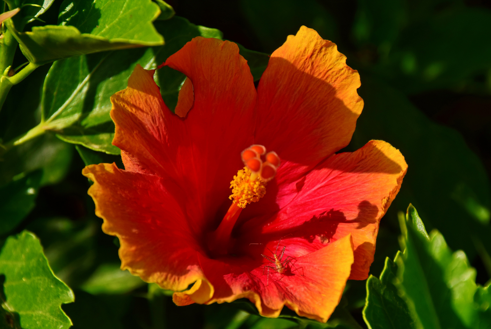 Hibiskus mit Untermieter