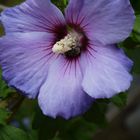 Hibiskus mit Untermieter