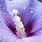 Hibiskus mit Wasserperlen