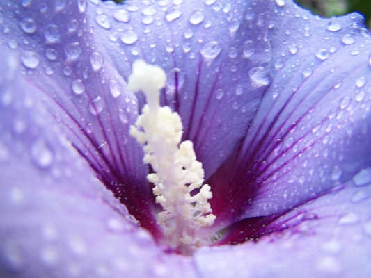 Hibiskus mit Wasserperlen