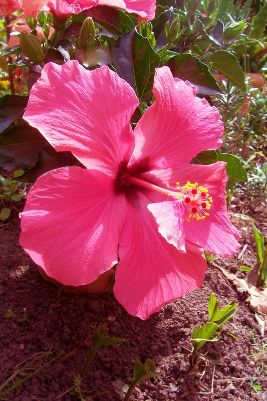 Hibiskus mit Zusatzblüte