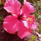 Hibiskus mit Zusatzblüte