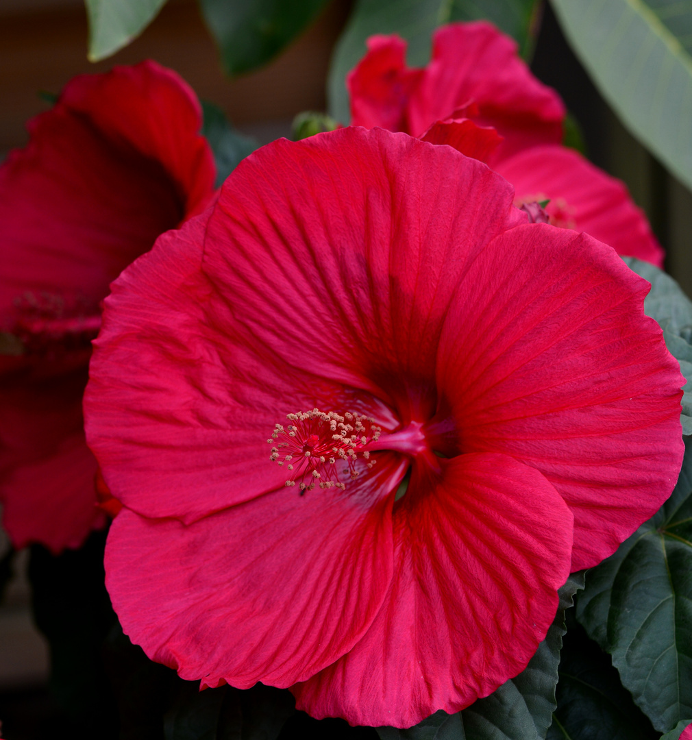 #.....Hibiskus./ Moscheutus .....#