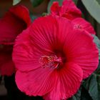 #.....Hibiskus./ Moscheutus .....#