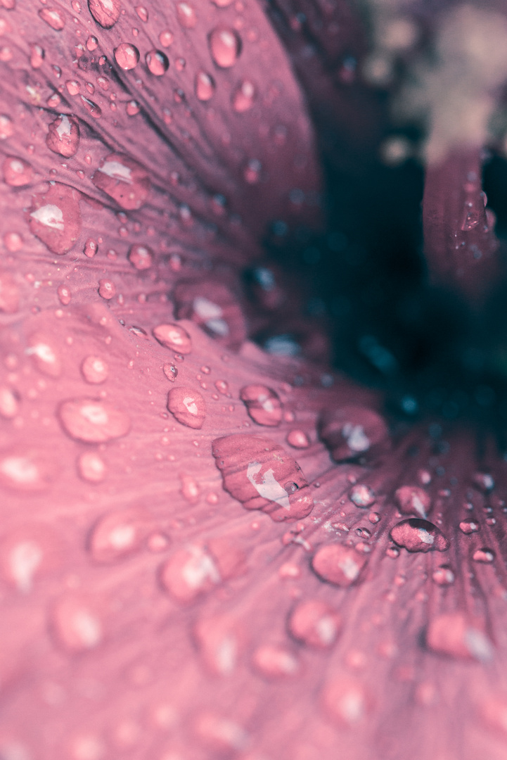 Hibiskus nach dem Regen