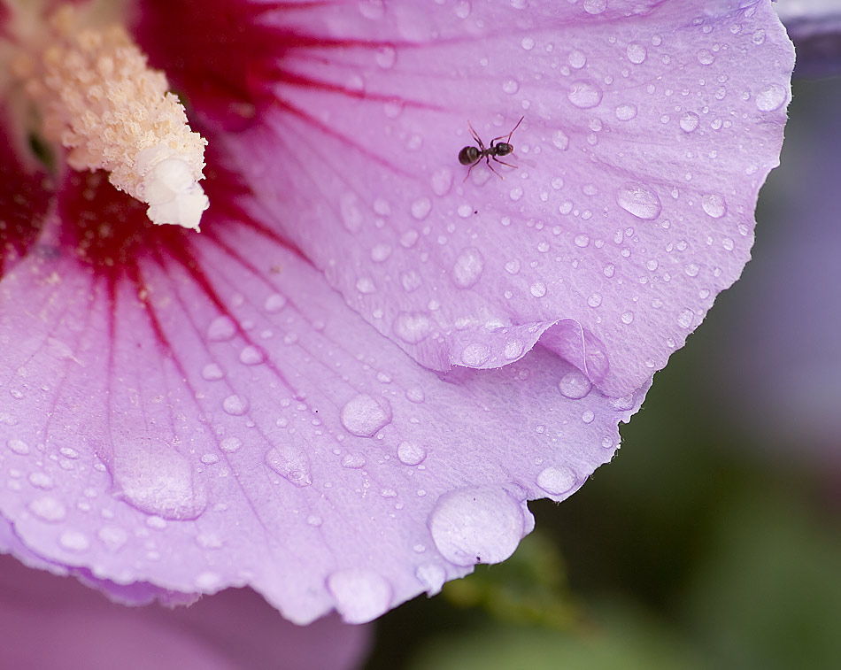 Hibiskus nach dem Regen