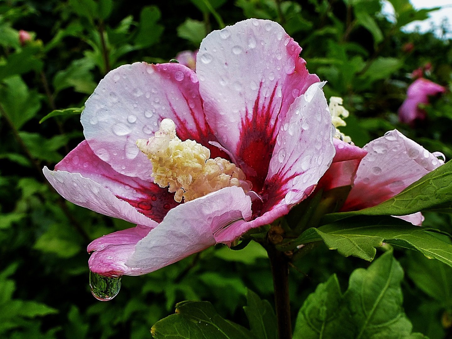 Hibiskus nach dem Regen