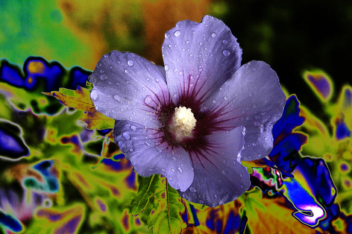 Hibiskus nach dem Regen