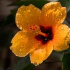 Hibiskus nach dem Regen